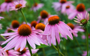 purpleconeflower1